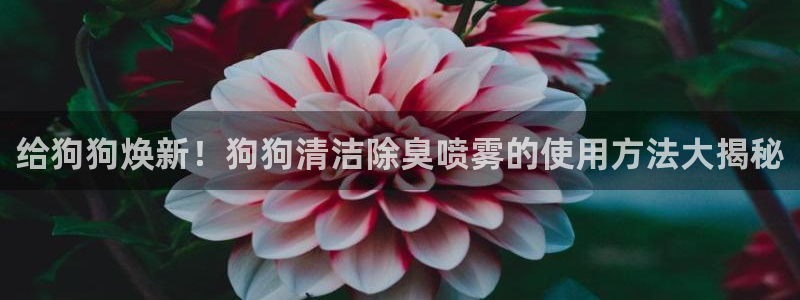 尊龙凯时官网入口：给狗狗焕新！狗狗清洁除臭喷雾的使用方法