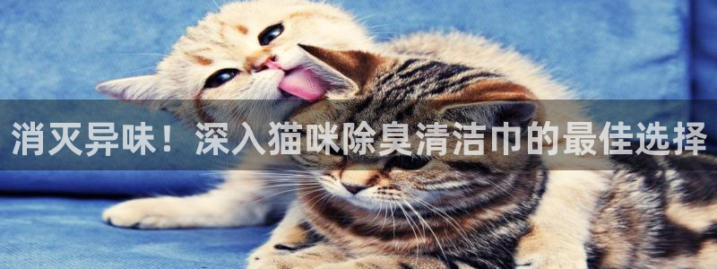 尊龙凯时人生就是搏首页：消灭异味！深入猫咪除臭清洁巾的最